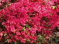 Christmas Cheer Azalea / Rhododendron obtusum 